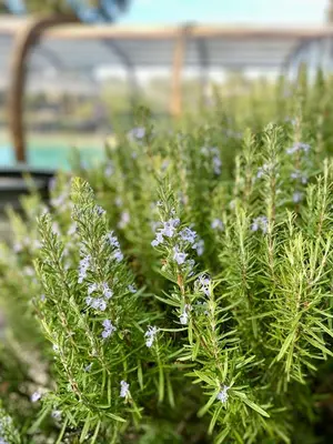 a plant with purple flowers in a garden at Maison au calme piscine mer au coeur de la nature U Nuciolu in Talasani
