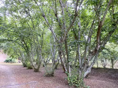 a row of trees in the middle of a dirt road at Maison au calme piscine mer au coeur de la nature U Nuciolu in Talasani