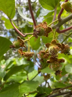 a bunch of flowers on a tree with leaves at Maison au calme piscine mer au coeur de la nature U Nuciolu in Talasani