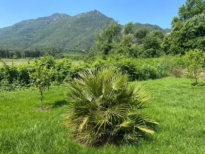 a palm tree in a field with mountains in the background at Terra bella Costa Verde T2 classé 3 étoiles in San-Nicolao