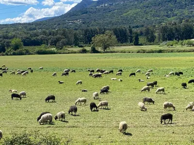 a herd of sheep grazing in a field at Terra bella Costa Verde T2 classé 3 étoiles in San-Nicolao