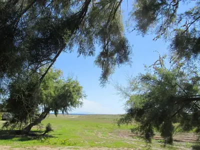 a view of a field from under trees at Camping Miami plage in Poggio-Mezzana