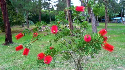 a bush with red flowers in a park at Camping Miami plage in Poggio-Mezzana