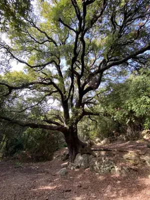 a large tree in the middle of a trail at Authentique maison de village de Gavignano in Gavignano