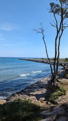 two trees on a rocky beach near the water at U Maestrale in Canale-di-Verde
