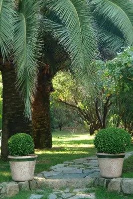 two palm trees and a stone path in a park at A'mare Corsica I Seaside Small Resort in Propriano