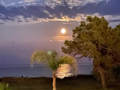 a sunset over the ocean with a palm tree at Corsica Poggio in Poggio-Mezzana