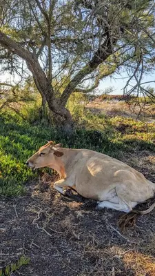 a cow laying in the grass under a tree at Mira Monti Location in Belvédère