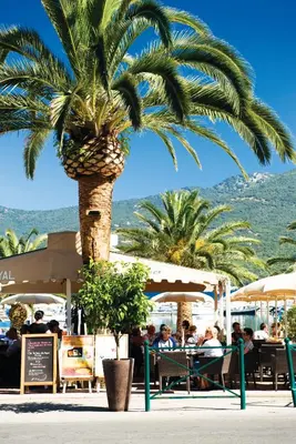 a palm tree in a restaurant with people sitting under umbrellas at The Beach House in Olmeto