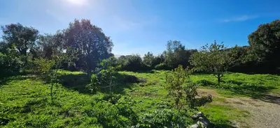 a grassy field with trees and a blue sky at T3 paisible quartier Vigna Maggiore, Olmeto in Olmeto