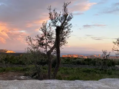 a small tree sitting on top of a field at Petit chalet d’été avec piscine privée chauffée in Bonifacio