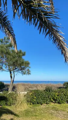 a palm tree on the beach with the ocean in the background at Résidence les chênes in Borgo