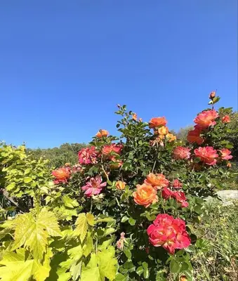 a bush of flowers with a blue sky in the background at Appartement en rez de villa in Aregno