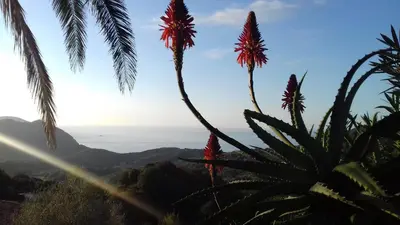 a view of the mountains and palm trees in the foreground at Studio à la campagne in Villanova