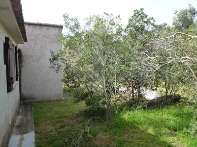 a small tree in a yard next to a building at Maison Asco à Santa Giulia in Porto-Vecchio