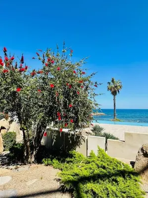 a tree with red berries on it next to the beach at 