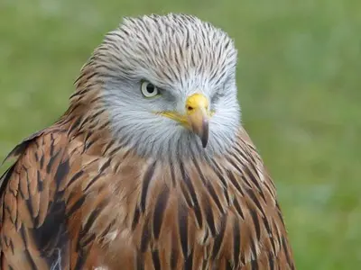 a close up of a brown and white bird at U FILANCIU in Olmeto