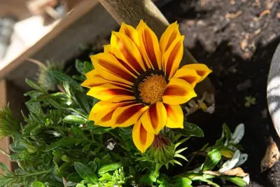 a yellow flower sitting on top of a plant at Villa SYMPHONY A PIANA CORSE DU SUD in Piana