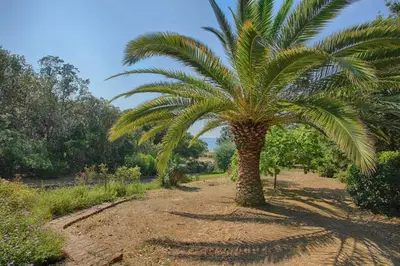a palm tree in the middle of a field at VILLA 200 m de la plage La Liscia TIUCCIA in Casaglione