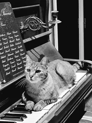 a cat sitting on top of a piano at Chez Cendra in Borgo