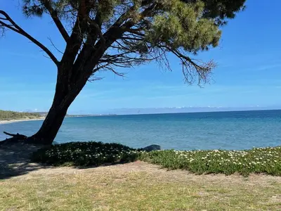 a tree on the beach next to the water at Chez Laurence et Fabien in Santa-Maria-Poggio