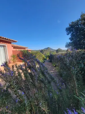 a garden with purple flowers next to a house at A VIGNA VECCHIA - CHARMANT 3 PIECES SUD PORTO VECCHIO in Porto-Vecchio