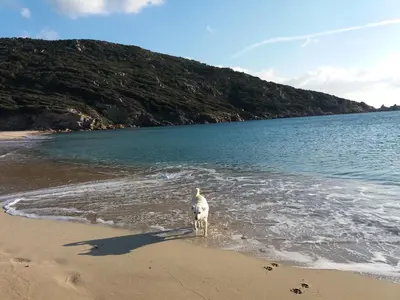 a bird standing on a beach next to the water at villa marina in Sartène