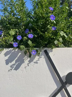 a bush with blue flowers on top of a wall at Helles freundliche Ferienhaus für Naturisten FKK auf Korsika in Linguizzetta
