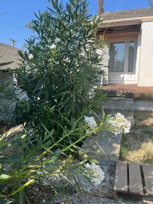 a tree with white flowers in front of a house at Helles freundliche Ferienhaus für Naturisten FKK auf Korsika in Linguizzetta