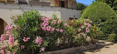 a garden of pink flowers in front of a building at RESIDENCE GIULIA in Propriano
