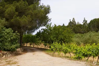 a dirt road in a vineyard with trees and bushes at Meublés de Tourisme Casa Erbaggio in Sartène