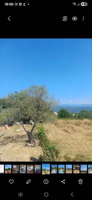 a view of a tree in a field from a window at Cœur de village de charme in Sari Solenzara