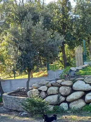 a black cat walking in front of a stone wall at Casa di l Alivetu in Ventiseri
