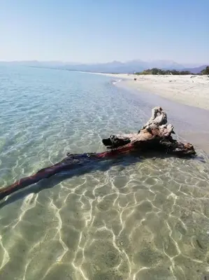 a dead tree in the water on a beach at Charmant bonheur en bord de mer in Ghisonaccia