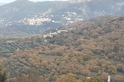 an aerial view of a forest of trees at Gîte E Curtaline in Speloncato