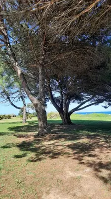 a group of trees in a grass field at Location appartement les pieds dans l'eau, Résidence Aqua Linda à Poggio-Mezzana in Poggio-Mezzana