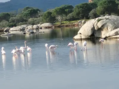 a group of flamingos standing in the water at CASA DI SIGNARE in Ventiseri