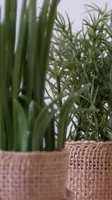 two potted plants in a wicker basket at Capstay studio avec grande terrasse proche aéroport Bastia - Lucciana - Centre in Lucciana