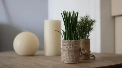 a table with two vases with plants on it at Capstay studio avec grande terrasse proche aéroport Bastia - Lucciana - Centre in Lucciana