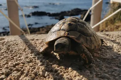 a turtle is laying on the sand on the beach at Pieds dans l'eau - La Villa Crique aux tortues in Zonza