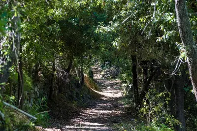a dirt trail through a forest with trees at Chambre d'Hôtes La Marlotte in Castello-di-Rostino