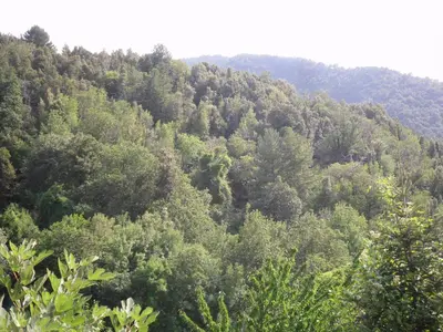 a forest filled with lots of green trees at Chambre d'Hôtes La Marlotte in Castello-di-Rostino