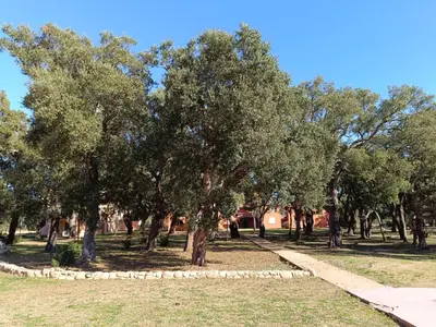 a group of trees in a park with a sidewalk at T3 Picchiarini, Clim, piscines, resto, 5' plages in Lecci