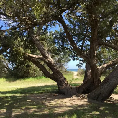 two trees in a field with the ocean in the background at I Tre Taglincchi, U Terzu - Proche mer, Clim, Wifi, Parking gratuit in Taglio-Isolaccio