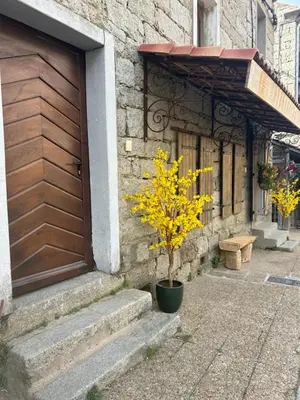 a tree in a pot next to a building with a door at Très beau studio avec terrasse in Zonza