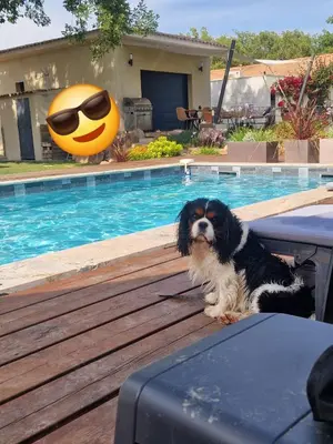 a dog sitting next to a swimming pool at casasantellix in Prunelli-di-Fiumorbo