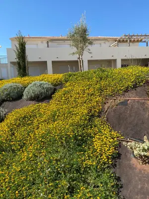 a field of yellow flowers in front of a building at Studio en bord de mer sur Costa Serena N54 in Linguizzetta