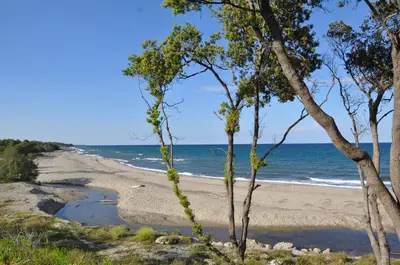a beach with trees and the ocean in the background at Studio en bord de mer sur Costa Serena N54 in Linguizzetta