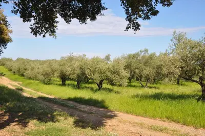 a dirt road through an orchard of olive trees at Studio en bord de mer sur Costa Serena N54 in Linguizzetta