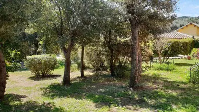 a group of trees in a field with a house at A VIGNA VECCHIA chambre d'hôtes in Porto-Vecchio